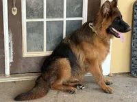 Samson, a male German Shepherd Dog for sale in Conroe, TX – 2 of 4