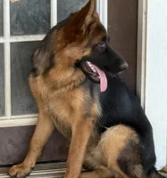 Betty, a female German Shepherd Dog for sale in Conroe, TX – 2 of 2