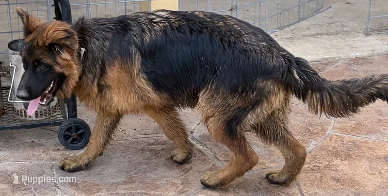 Bruno – German Shepherd Dog puppy for sale in Conroe, TX