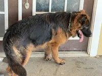 Thunder, a male German Shepherd Dog for sale in Conroe, TX – 2 of 3