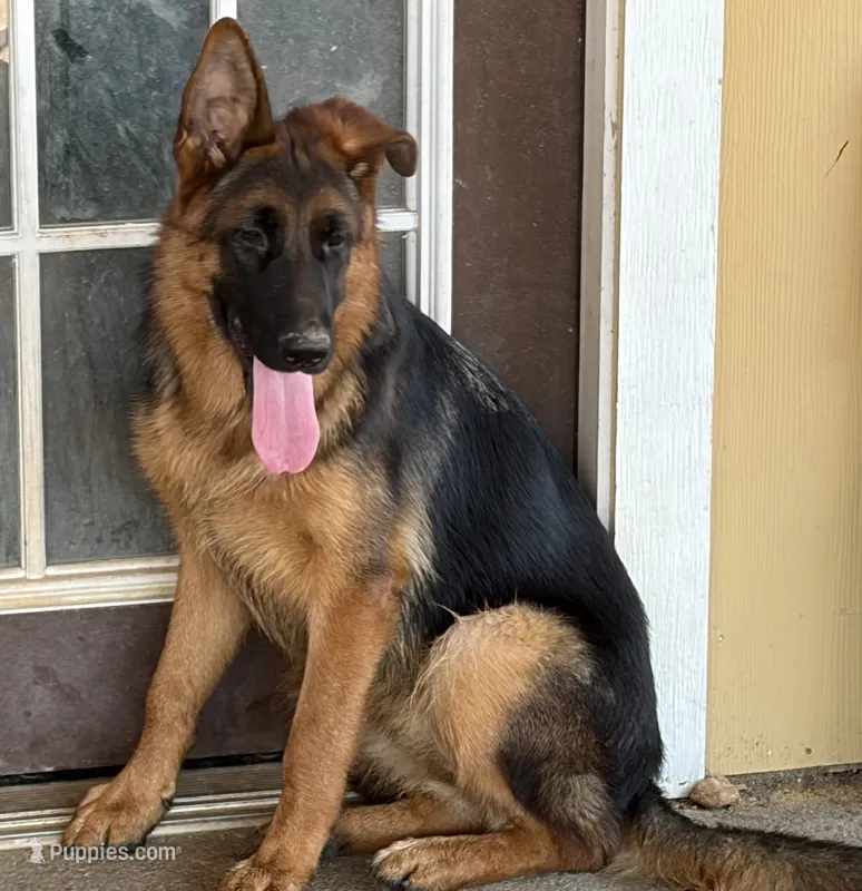 Betty – German Shepherd Dog puppy for sale in Conroe, TX