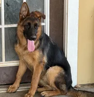 Betty, a female German Shepherd Dog for sale in Conroe, TX – 1 of 2