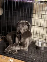 Nyx, a female Cane Corso for sale in Ellensburg, WA – Photo 6 of 10