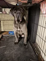 Nyx, a female Cane Corso for sale in Ellensburg, WA – Photo 9 of 10