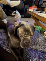 Nyx, a female Cane Corso for sale in Ellensburg, WA – Photo 8 of 10