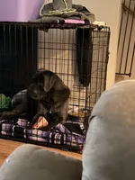 Nyx, a female Cane Corso for sale in Ellensburg, WA – Photo 3 of 10