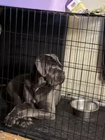 Nyx, a female Cane Corso for sale in Ellensburg, WA – Photo 7 of 10