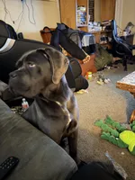 Nyx, a female Cane Corso for sale in Ellensburg, WA – Photo 5 of 10
