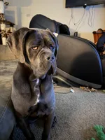 Nyx, a female Cane Corso for sale in Ellensburg, WA – Photo 4 of 10