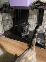 Nyx, a female Cane Corso for sale in Ellensburg, WA – Photo 10 of 10