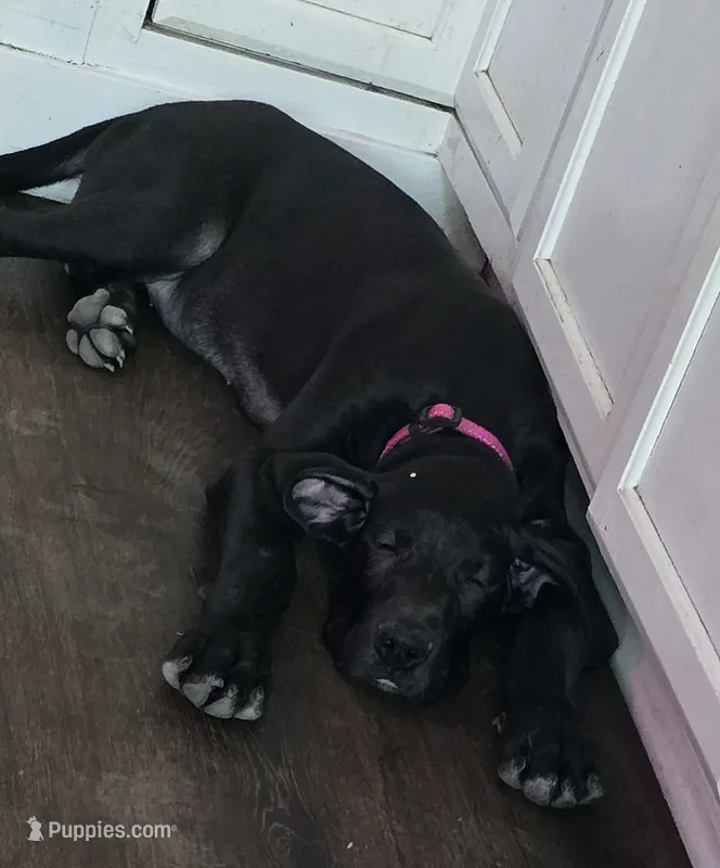 Mia – Great Dane puppy for sale in Kansas City, MO