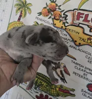 Violet, a female Great Dane for sale in Kansas City, MO – Photo 4 of 4