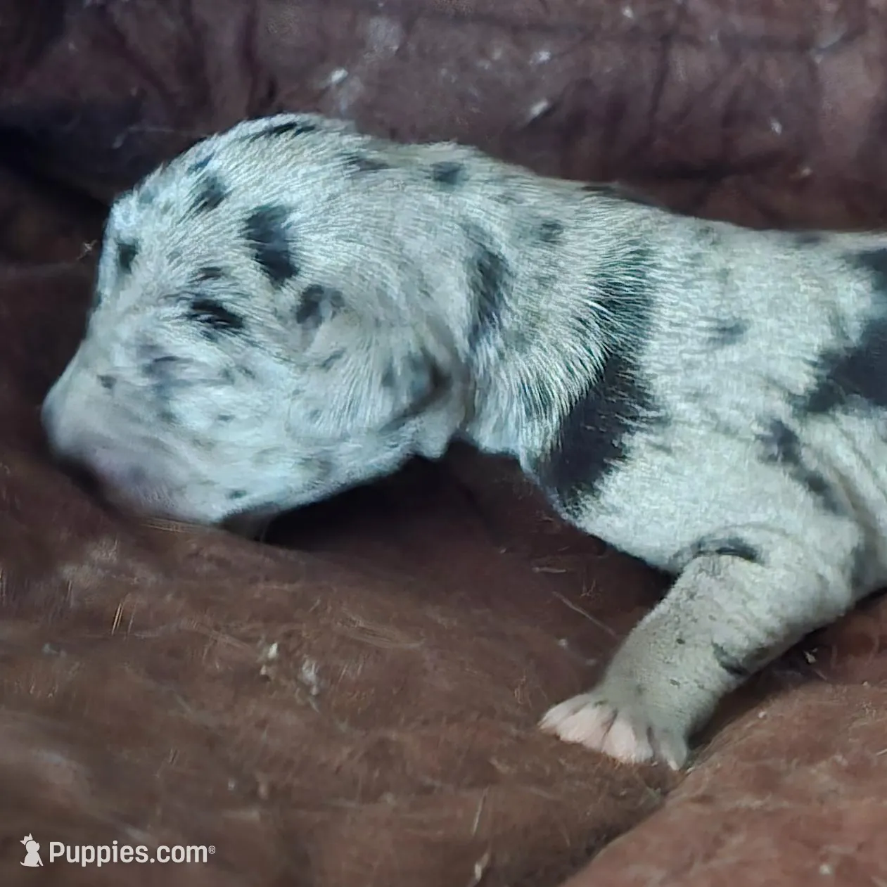 Violet, a female Great Dane for sale in Kansas City, MO – Photo 2 of 4