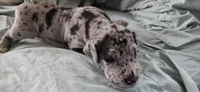 Violet, a female Great Dane for sale in Kansas City, MO – 4 of 7
