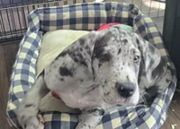 Violet, a female Great Dane for sale in Kansas City, MO – 2 of 7