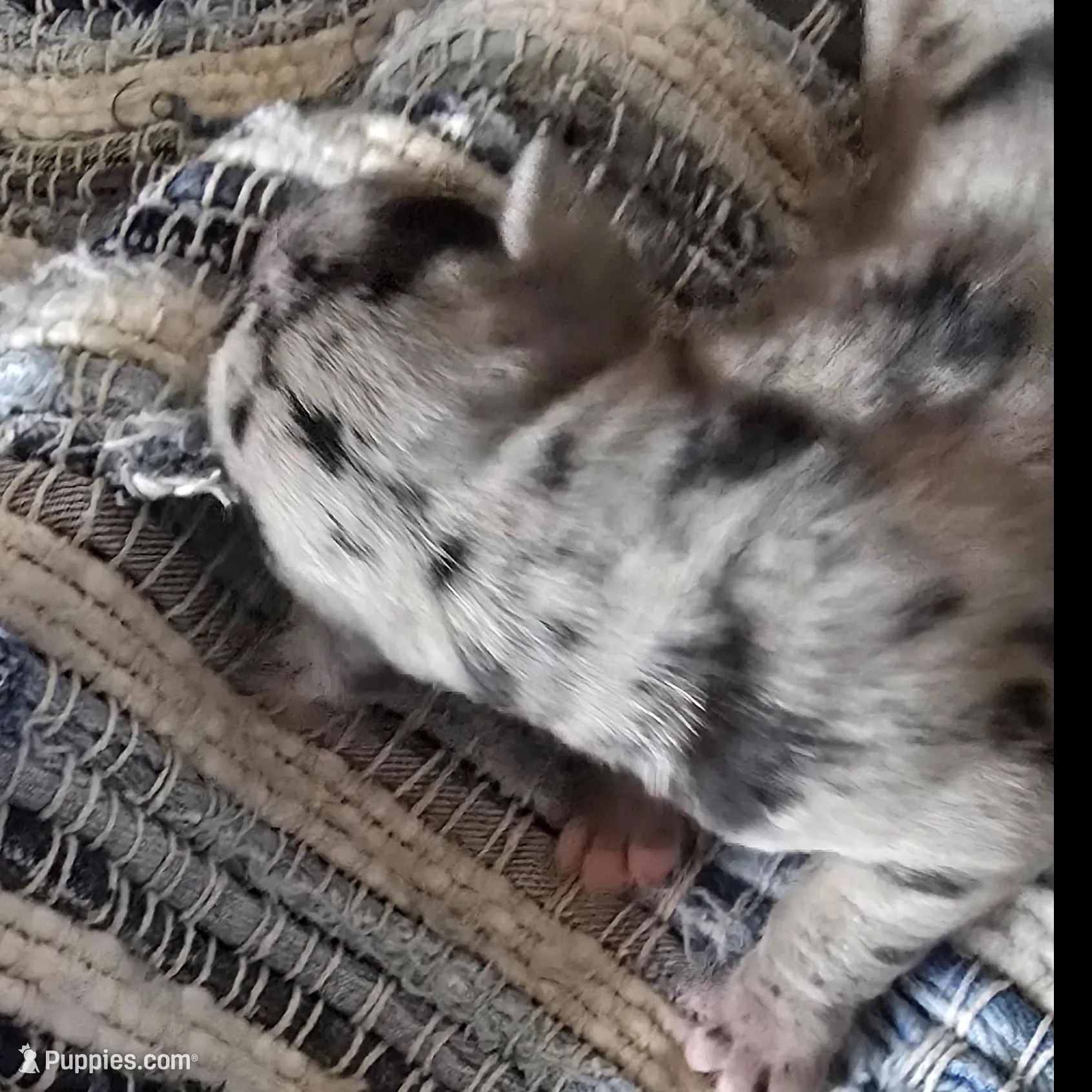 Violet, a female Great Dane for sale in Kansas City, MO – Photo 3 of 4