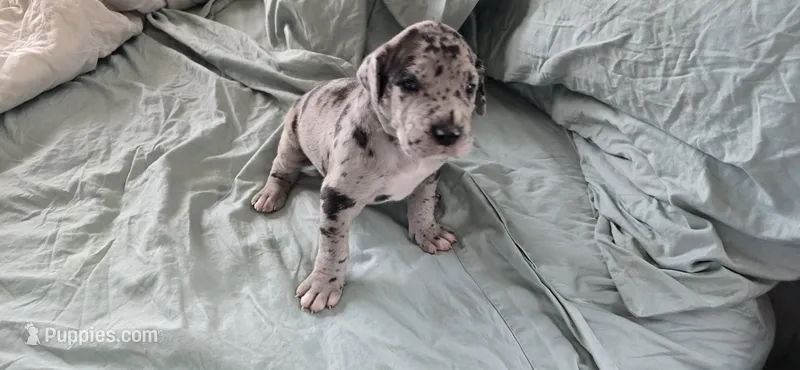 Violet – Great Dane puppy for sale in Kansas City, MO