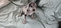 Violet, a female Great Dane for sale in Kansas City, MO – 3 of 7