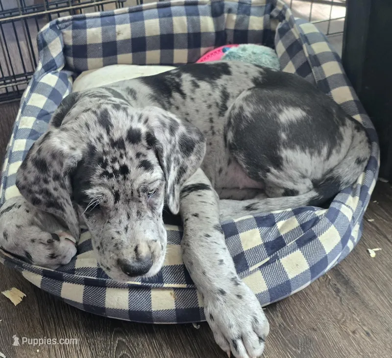 Violet – Great Dane puppy for sale in Kansas City, MO