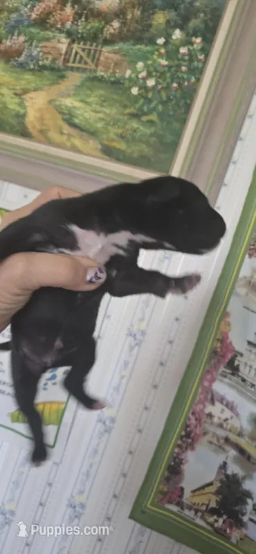 Lily – Great Dane puppy for sale in Kansas City, MO