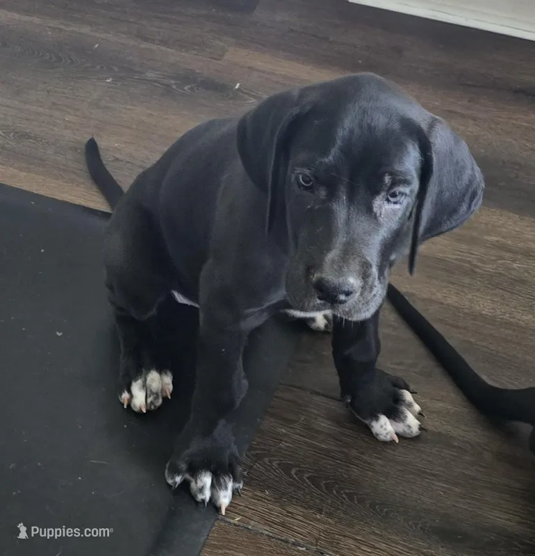 Lily – Great Dane puppy for sale in Kansas City, MO