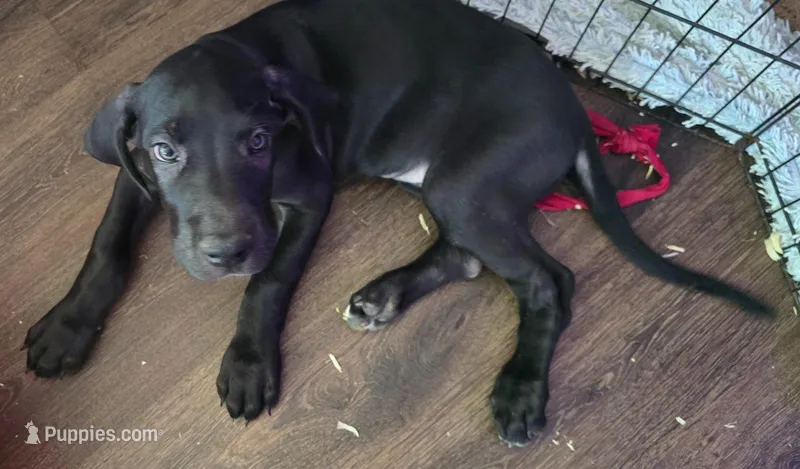 Mia – Great Dane puppy for sale in Kansas City, MO