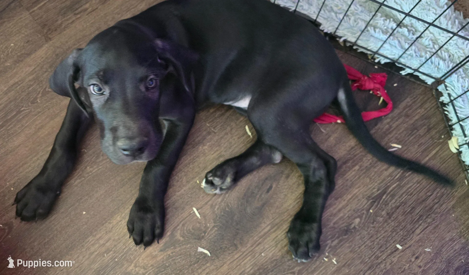 Mia, a female Great Dane for sale in Kansas City, MO – Photo 1 of 6