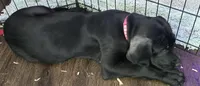 Mia, a female Great Dane for sale in Kansas City, MO – Photo 5 of 6