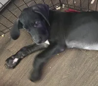 Mia, a female Great Dane for sale in Kansas City, MO – Photo 4 of 6