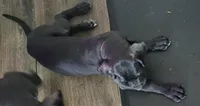 Mia, a female Great Dane for sale in Kansas City, MO – Photo 3 of 6