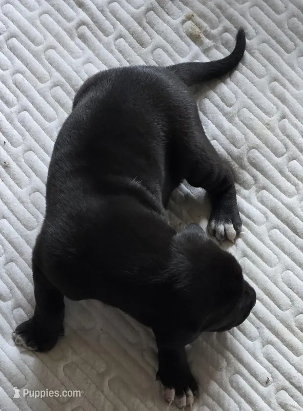 Turk – Great Dane puppy for sale in Kansas City, MO