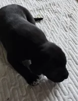 Turk, a male Great Dane for sale in Kansas City, MO – Photo 3 of 3