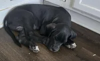 Turk, a male Great Dane for sale in Kansas City, MO – 1 of 4