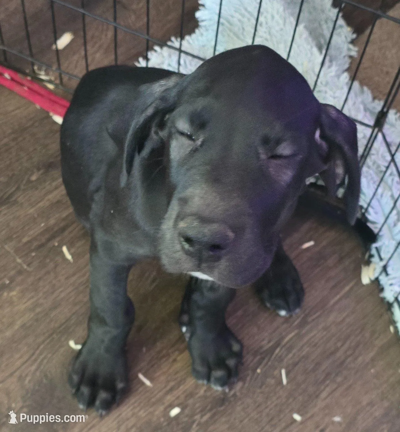 Mia, a female Great Dane for sale in Kansas City, MO – Photo 2 of 6