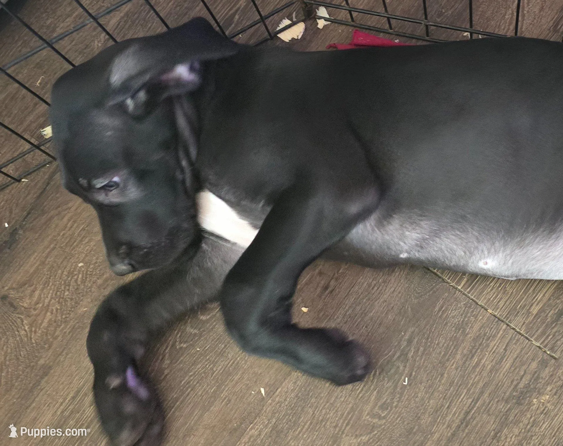 Mia, a female Great Dane for sale in Kansas City, MO – Photo 6 of 6