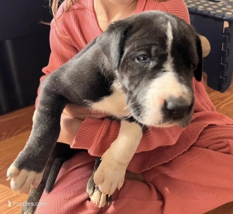 Zoey – Great Dane puppy for sale in Maysville, KY