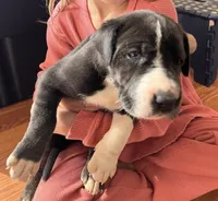 Zoey, a female Great Dane for sale in Maysville, KY – 1 of 3