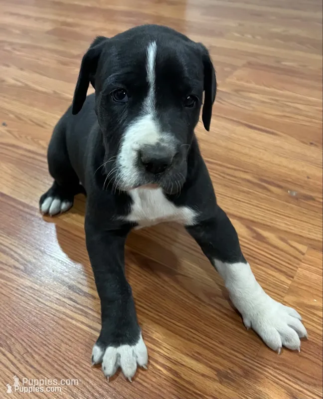 Zoey – Great Dane puppy for sale in Maysville, KY