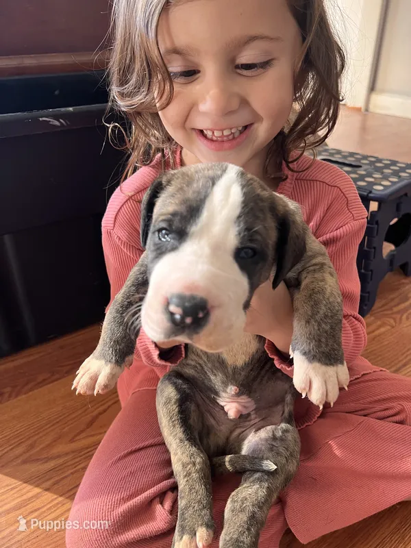 Jinu – Great Dane puppy for sale in Maysville, KY