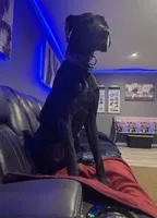 Rumi, a female Great Dane for sale in Maysville, KY – 7 of 7