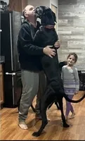 Rumi, a female Great Dane for sale in Maysville, KY – 6 of 7