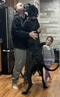 Rumi, a female Great Dane for sale in Maysville, KY – 2 of 3