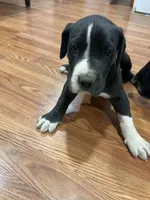 Rumi, a female Great Dane for sale in Maysville, KY – 4 of 7