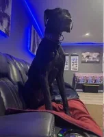 Jinu, a male Great Dane for sale in Maysville, KY – 3 of 3