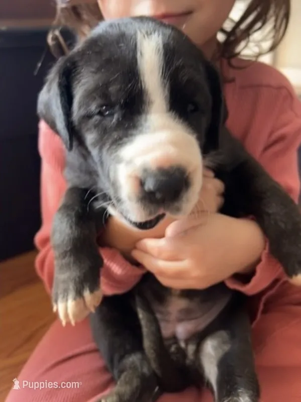 Rumi – Great Dane puppy for sale in Maysville, KY