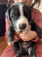 Rumi, a female Great Dane for sale in Maysville, KY – 1 of 3