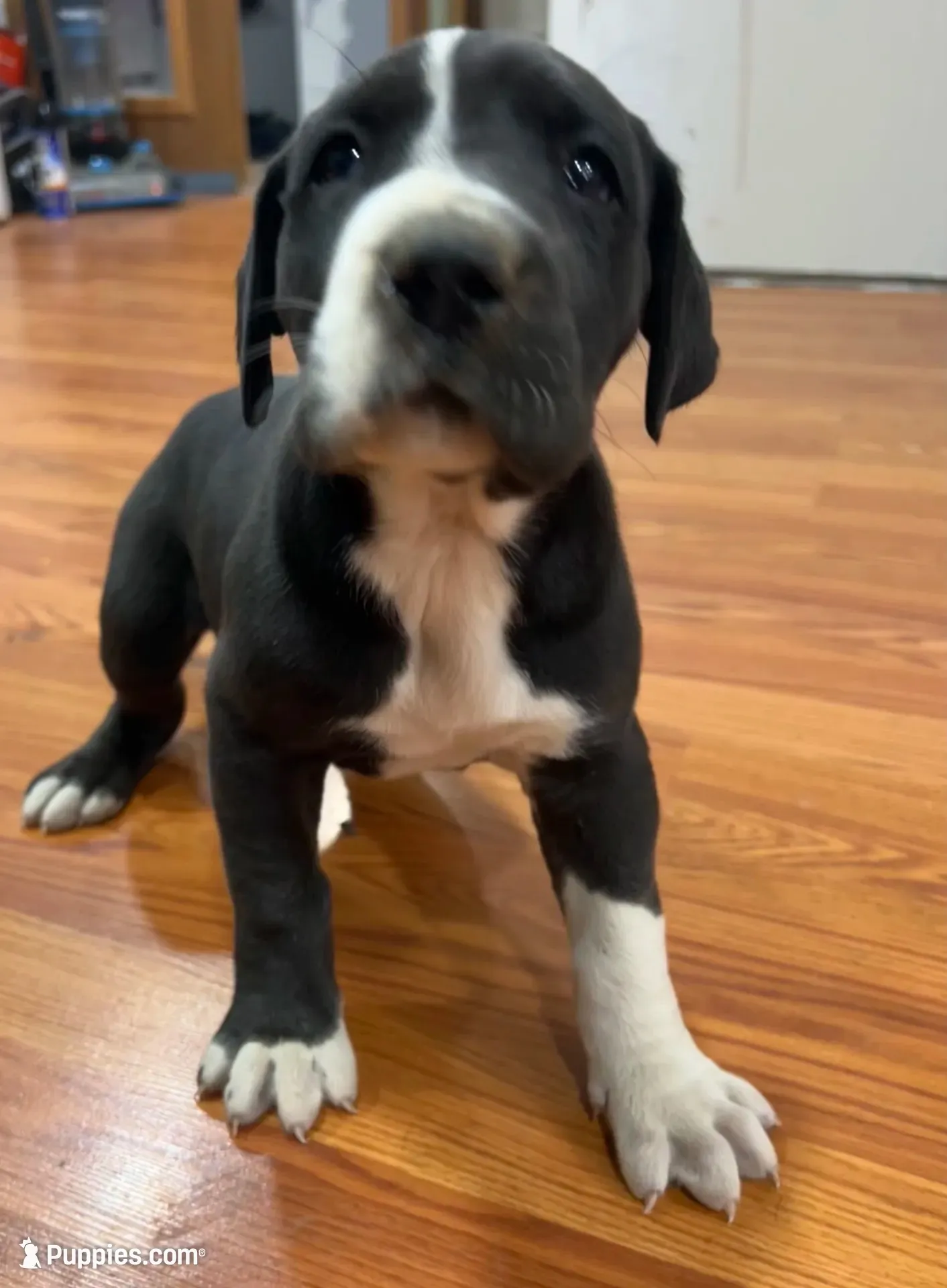 Rumi, a female Great Dane for sale in Maysville, KY – 2 of 7