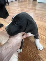 Rumi, a female Great Dane for sale in Maysville, KY – 3 of 7