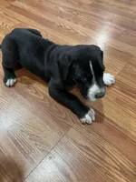 Rumi, a female Great Dane for sale in Maysville, KY – 5 of 7