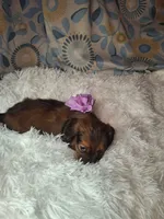 Sassy, a female Miniature Dachshund for sale in Fair Play, SC – 10 of 10